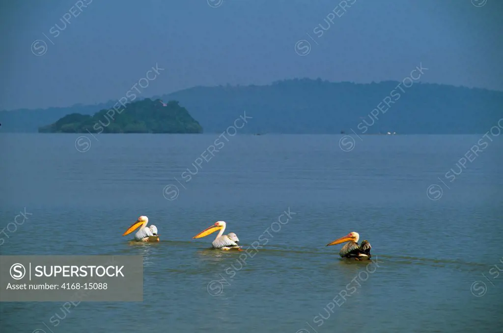 Ethiopia, Bahar Dar, Lake Tana, Pelicans