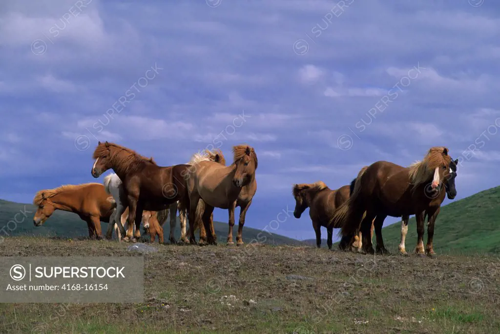 Iceland, Icelandic Horses