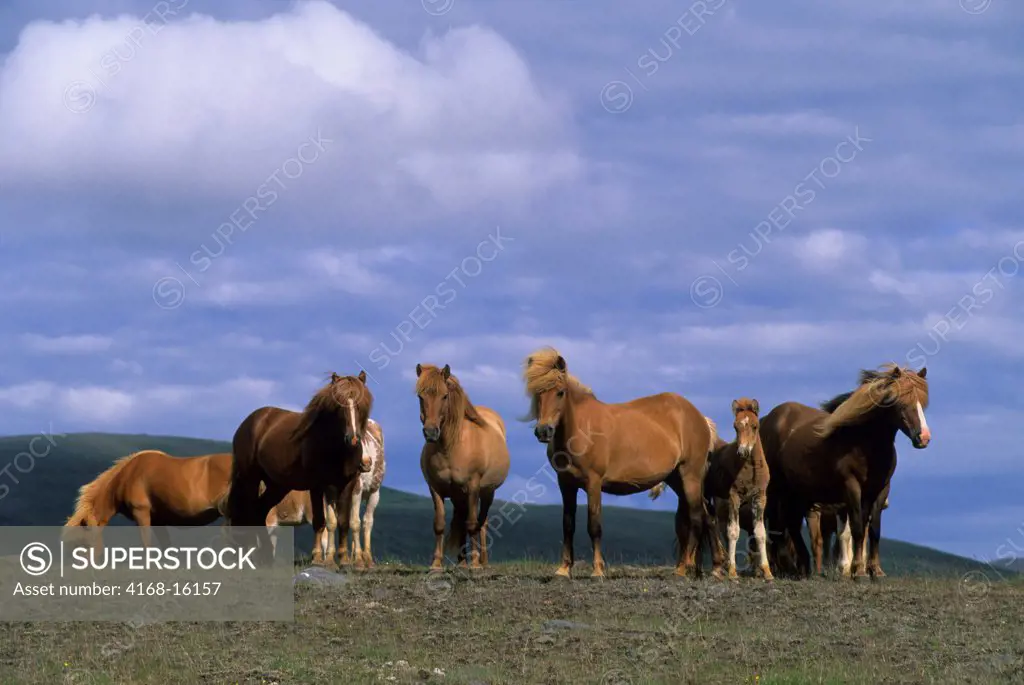 Iceland, Icelandic Horses