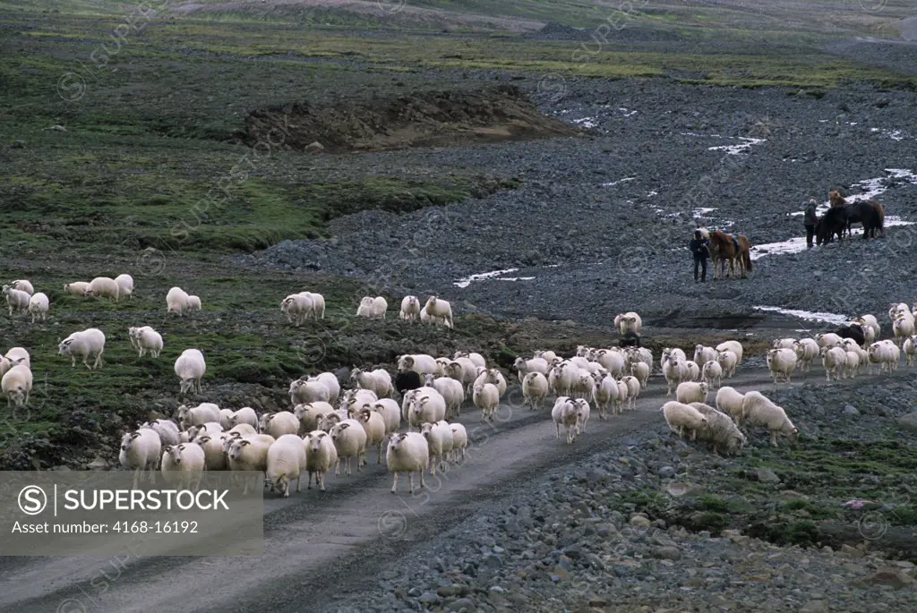 Iceland, Interior, Farmer Herding Sheep To Summer Pasture