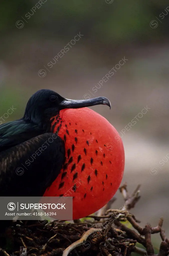 Ecuador,Galapagos Islands, Tower Island, Frigate Bird Colony, Male With Inflated Throat Pouch