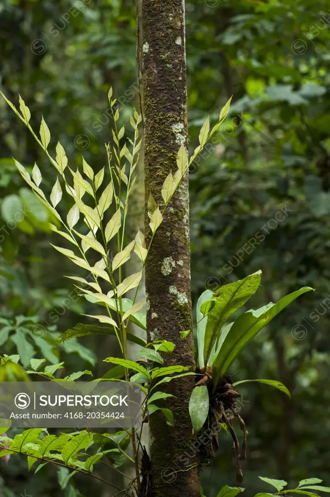 Epiphytes growing on a tree in the rainforest at the Maranon River in the Peruvian Amazon River basin near Iquitos.