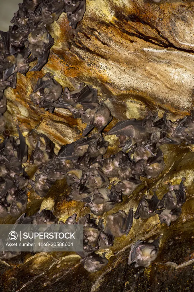 Bats inside limestone cave at Ankarana Reserve in Northern Madagascar.