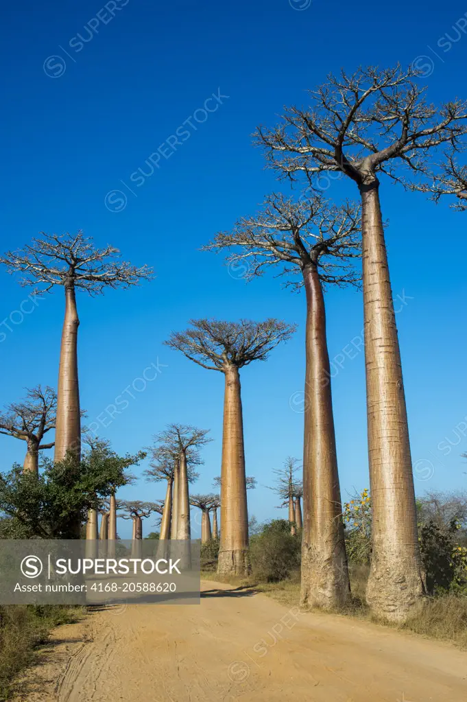 Baobab Alley with Grandidier's Baobab trees (Adansonia grandidieri Baill.) near Morondava, Western Madagascar.