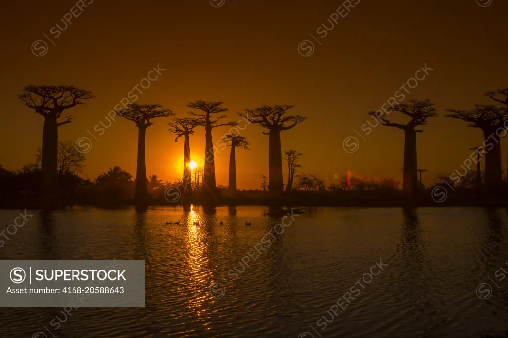 Sunset at Baobab Alley (Grandidier's Baobab trees Adansonia grandidieri Baill.) with pond in foreground near Morondava, Western Madagascar.