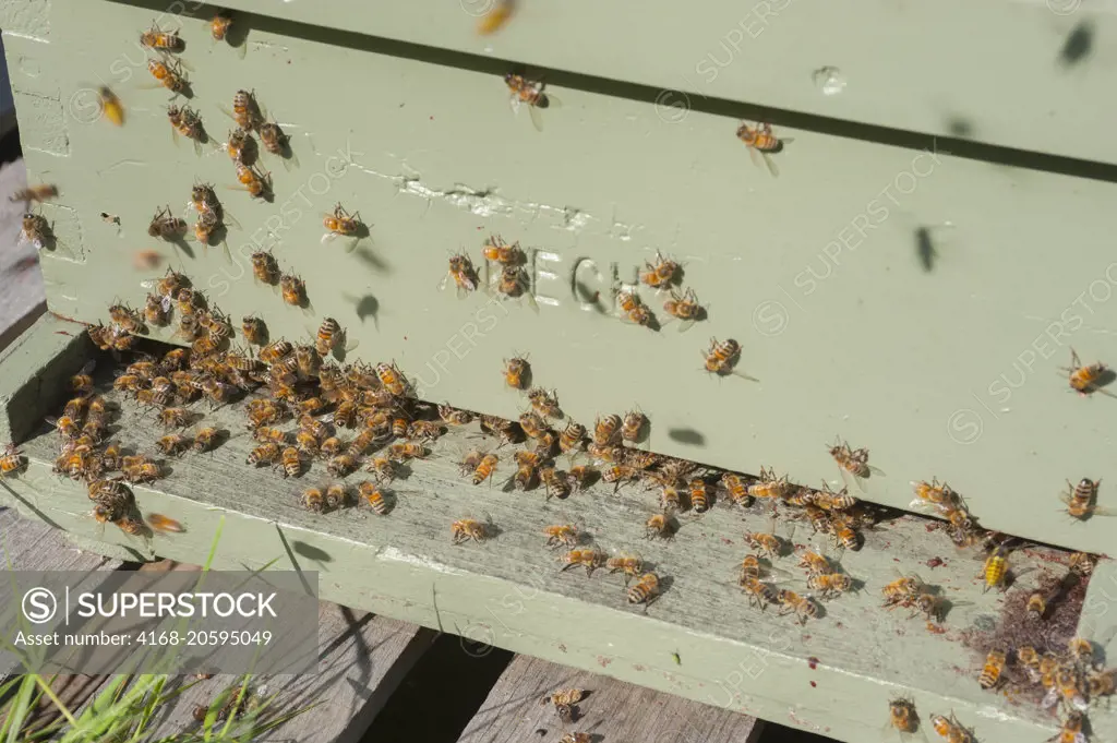 Honey bees at the entrance to a bee hive in the Carnation Valley near Fall City, Washington State, USA.