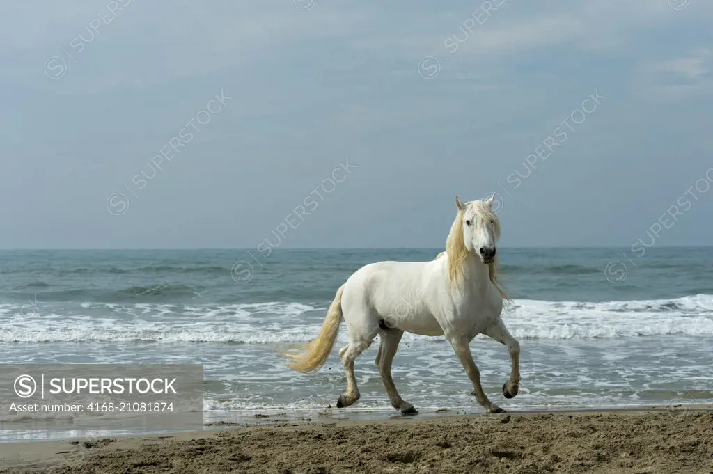 A Camargue stallion on a beach in the Camargue, southern France.