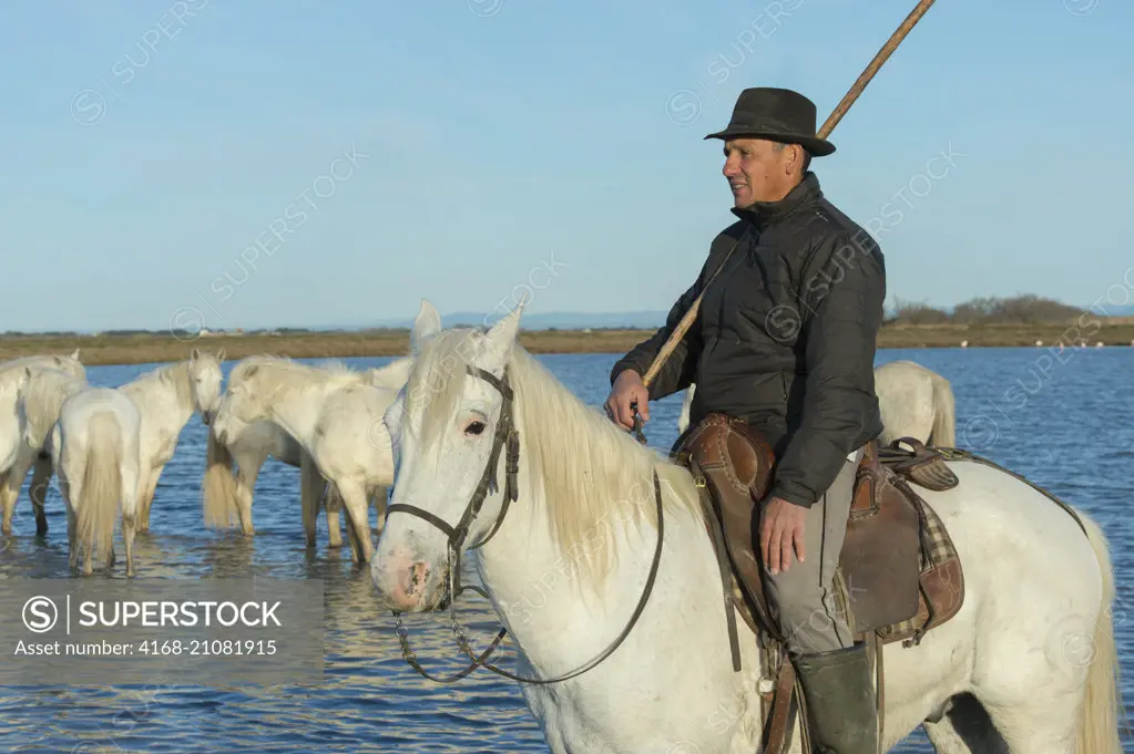 A Guardian (Camargue cowboy) is herding Camargue horses through the marshlands of the Camargue in southern France.