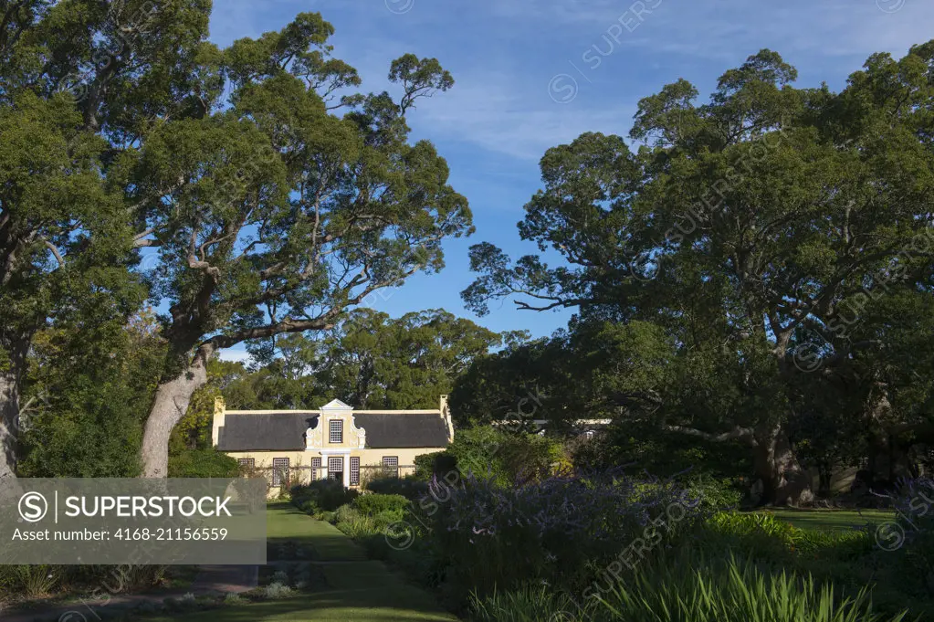 The old homestead with camphor trees at Vergelegen, a historic wine estate in Somerset West, in the Western Cape province of South Africa near Cape Town.