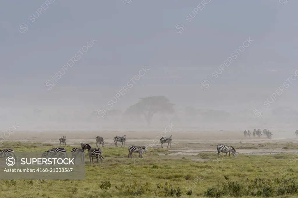 Burchell's zebras (Equus quagga) in a dust storm in Amboseli National Park, Kenya.