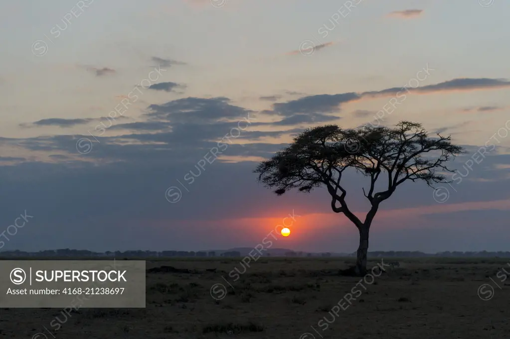 Sunset with tree in foreground in Amboseli National Park, Kenya.