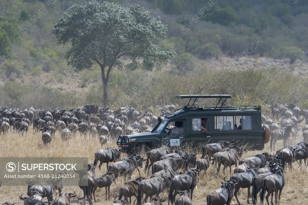 Tourists in a safari vehicle watching the Wildebeests, also called gnus or wildebai, migrating through the grasslands towards the Mara River in the Masai Mara National Reserve in Kenya.