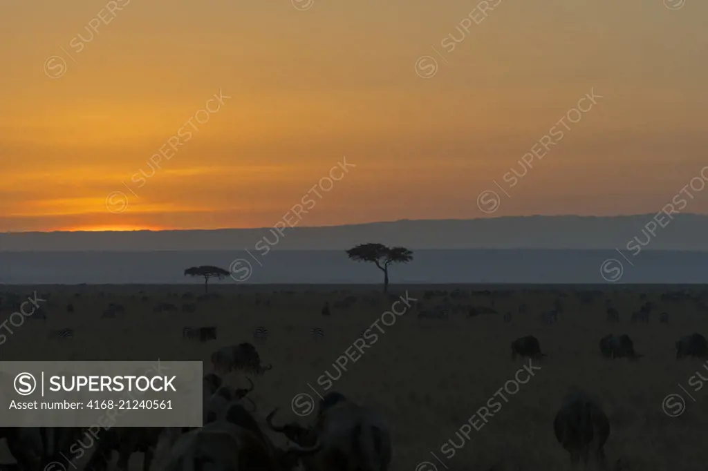 Sunset over the Masai Mara National Reserve in Kenya.