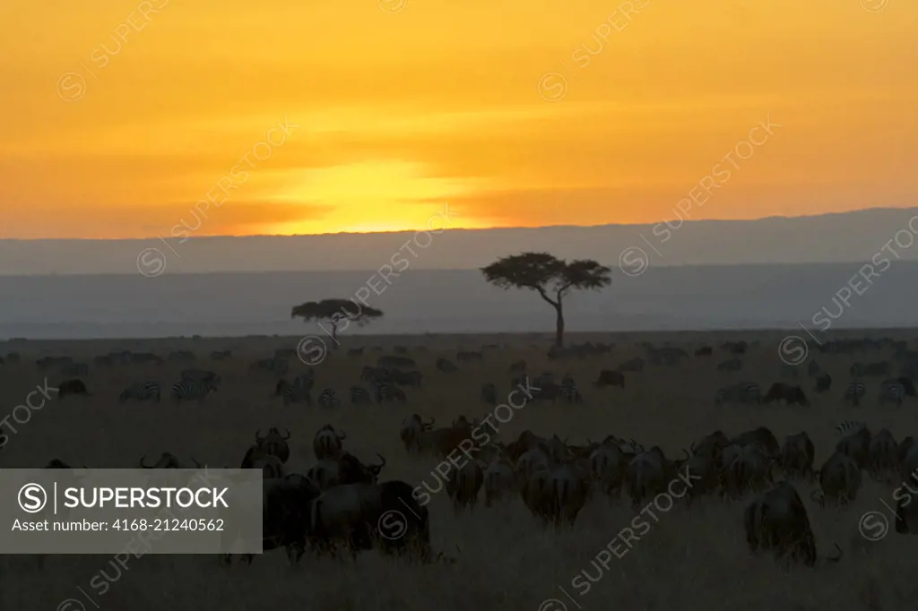 Sunset over the Masai Mara National Reserve in Kenya.