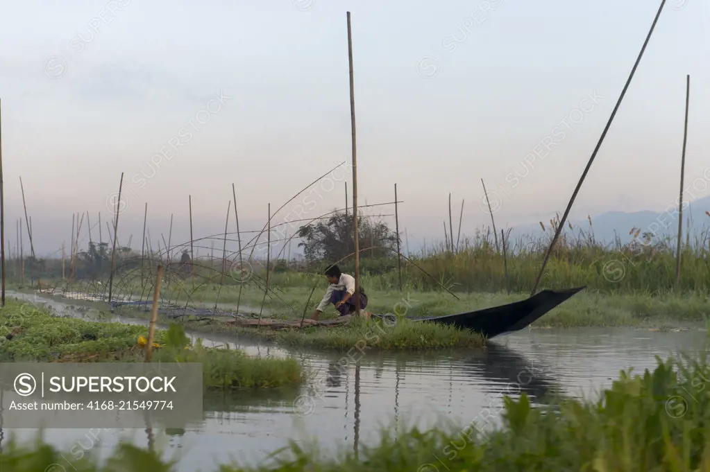 A man is working in the floating man-made islands and floating gardens which are kept in place with bamboo sticks that are attached to the bottom of the lake at Inle Lake in Myanmar.