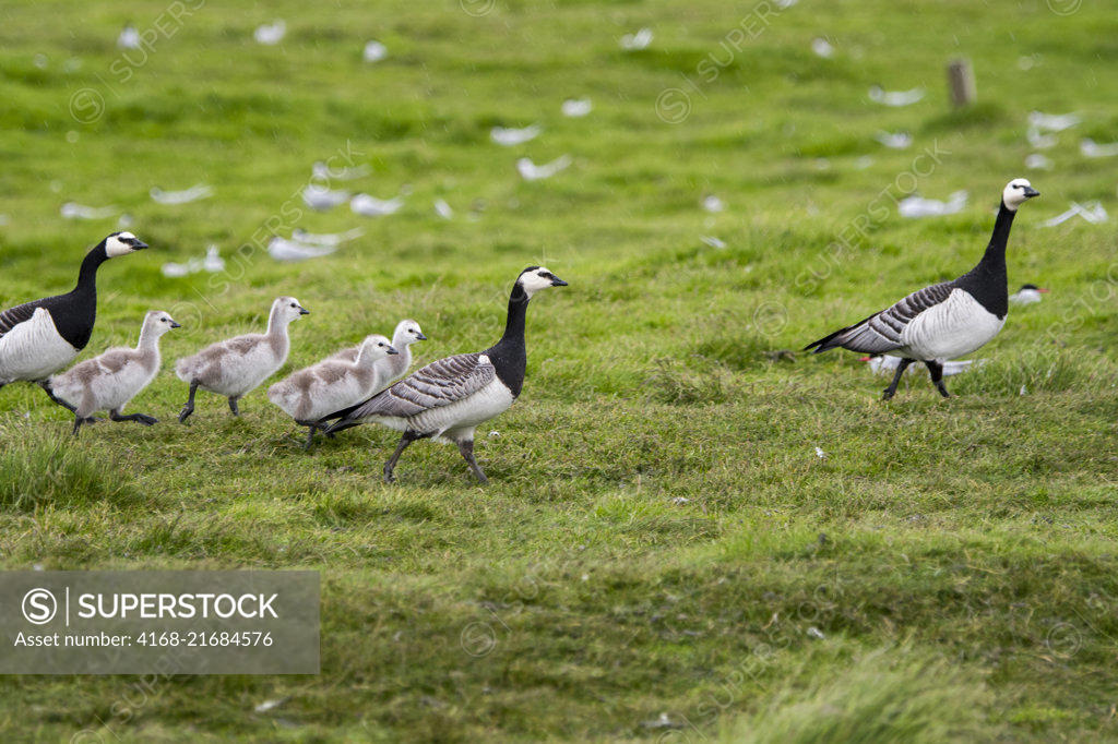 Arctic tern discount canada goose