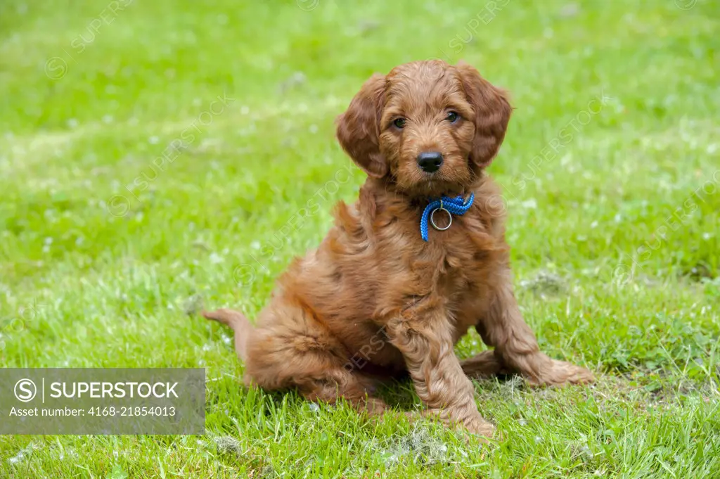 8 week deals old golden doodle