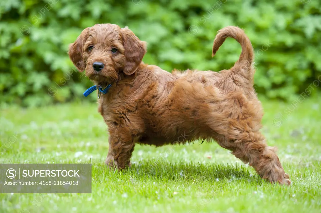 8 week deals old golden doodle