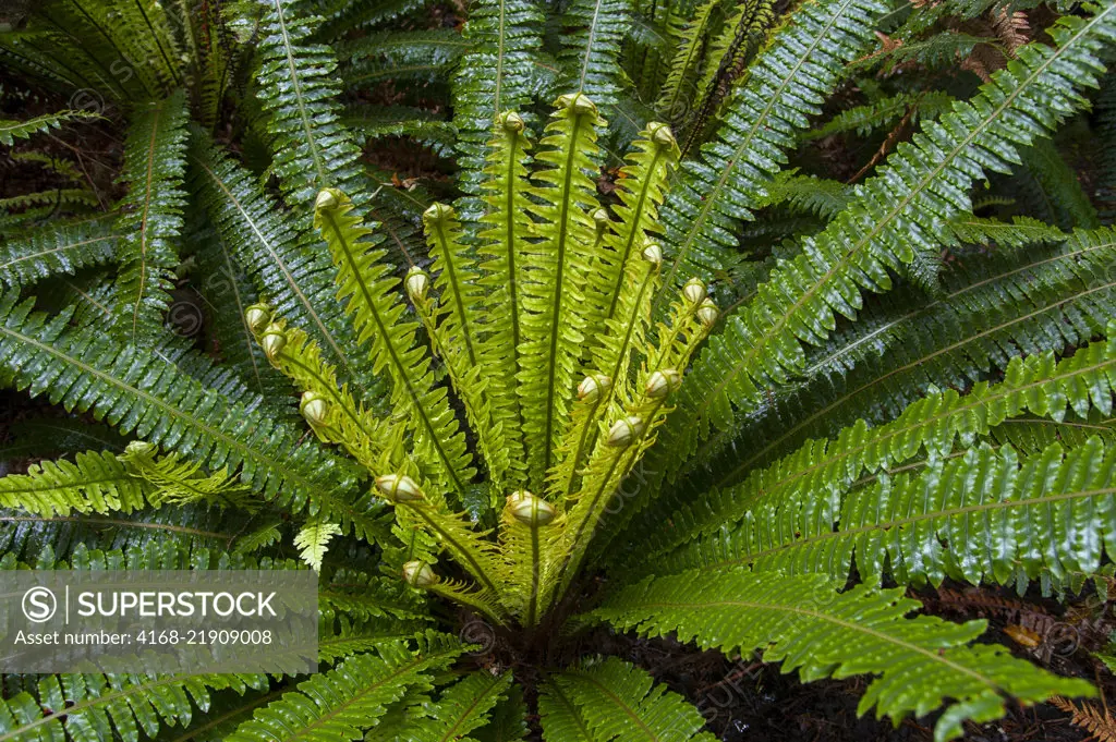 Ferns are growing in the temperate rainforest of the bird sanctuary on Ulva Island, a small island in Paterson Inlet, which is part of Stewart Island off the South Island in New Zealand.