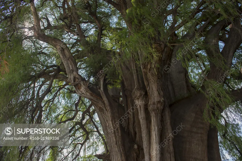 El Arbol del Tule (Tule Tree, Montezuma cypress) is a tree located in the church grounds in the town center of Santa Maria del Tule in the Mexican state of Oaxaca, approximately 9 km east of the city of Oaxaca on the road to Mitla, southern Mexico.