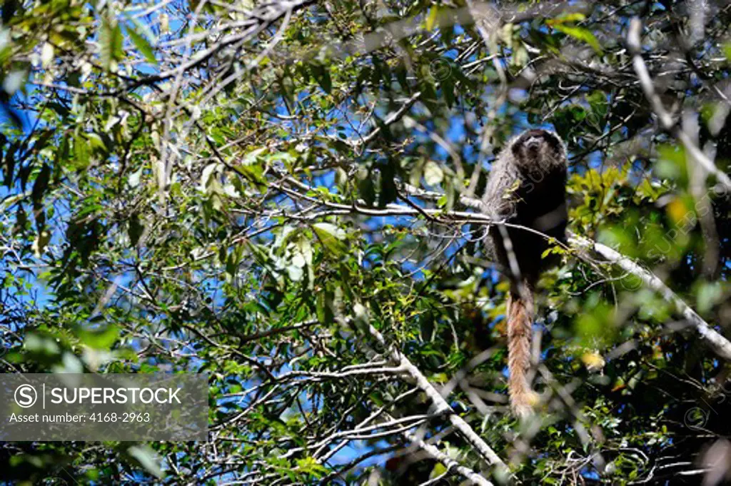 Brazil, Minas Gerais, Caraca, Atlantic Rainforest, Transition Zone Between Forest And Savannah, Southern Masked Titi Monkey Callicebus Personatus