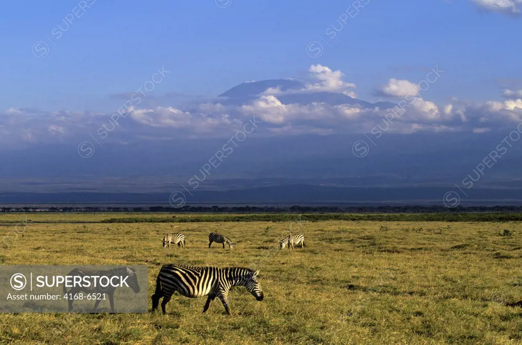 kenya, amboseli national park, zebras, mt. kilimanjaro in background