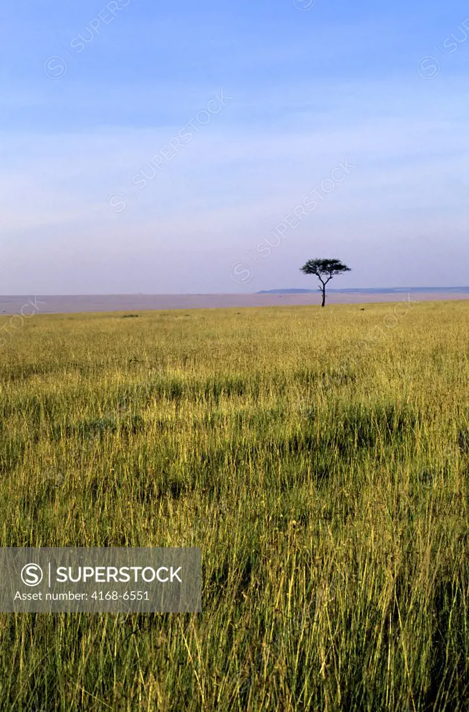 kenya, masai mara, grassland, landscape