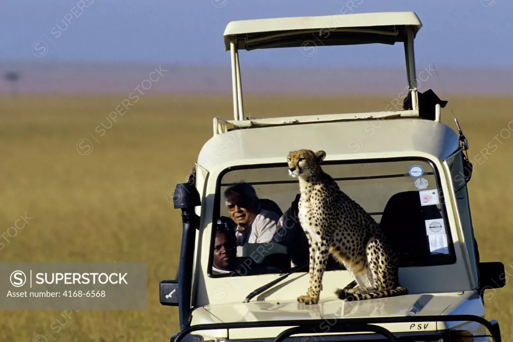 kenya, masai mara, cheetah sitting on hood of safari vehicle