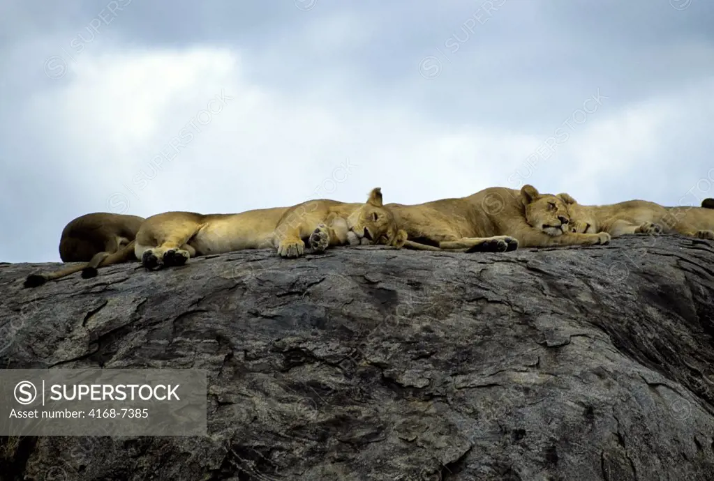 Tanzania, Serengeti, Inselberg, Lion Pride Resting On Rocks