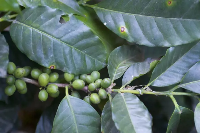 Guatemala, Highlands, Antigua, Coffee Plantation, Shade Grown Coffee, Coffee Beans On Bush