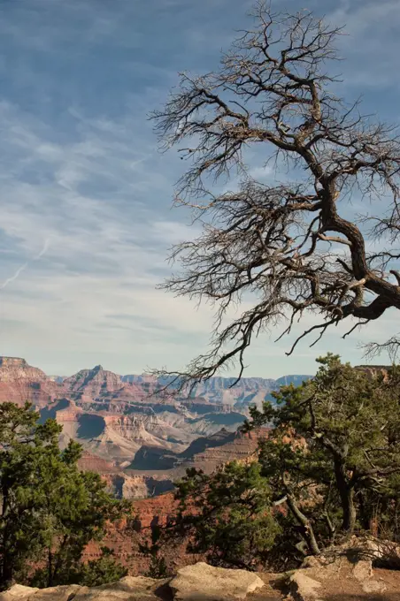 View Of Grand Canyon From The South Rim Of The Grand Canyon National Park Near Mather Point With Tree In Foreground, Arizona, Usa