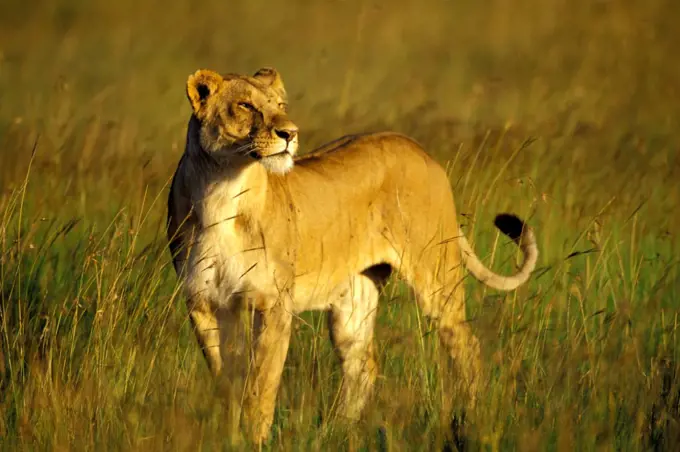 Kenya, Masai Mara, Lioness