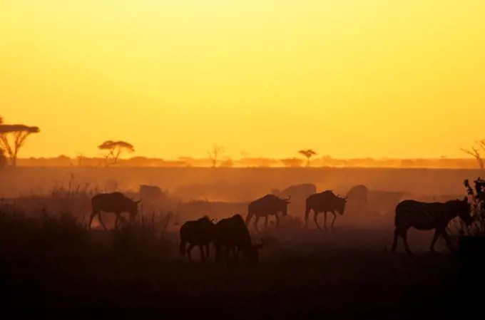 KENYA, AMBOSELI NATIONAL PARK, ZEBRAS AND WILDEBEESTE AT SUNSET