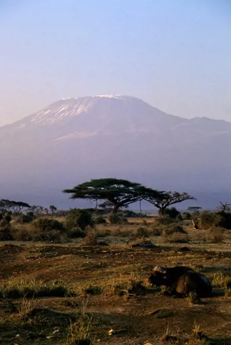 KENYA, AMBOSELI NATIONAL PARK, MT. KILIMANJARO AT DAWN, CAPE BUFFALO