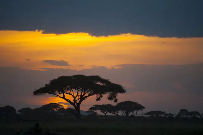 Acacia trees in sunset in Amboseli National Park in Kenya