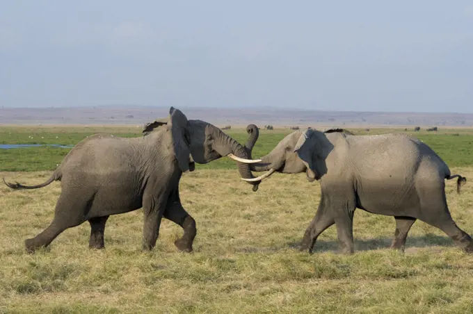 African elephants (Loxodonta africana) play-fighting in Amboseli National Park in Kenya.