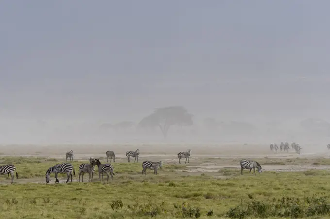 Burchell's zebras (Equus quagga) in a dust storm in Amboseli National Park, Kenya.