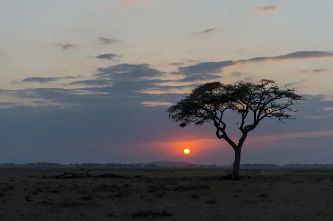 Sunset with tree in foreground in Amboseli National Park, Kenya.