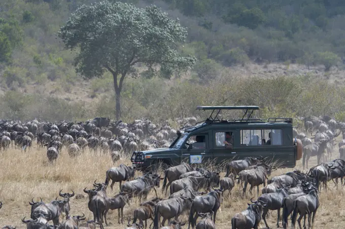 Tourists in a safari vehicle watching the Wildebeests, also called gnus or wildebai, migrating through the grasslands towards the Mara River in the Masai Mara National Reserve in Kenya.