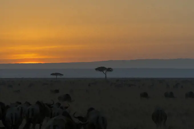 Sunset over the Masai Mara National Reserve in Kenya.