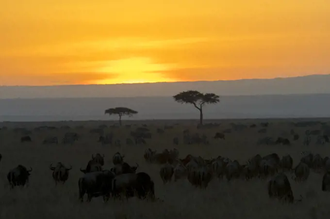 Sunset over the Masai Mara National Reserve in Kenya.