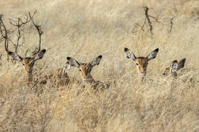 Juvenile Impalas (Aepyceros melampus) laying in the high grass in Samburu National Reserve in Kenya.