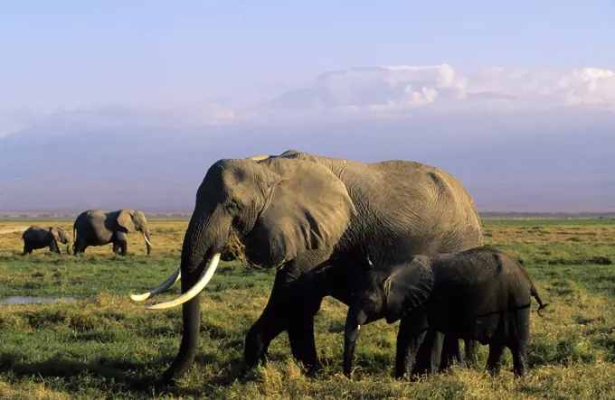 kenya, amboseli national park, elephant cow with baby