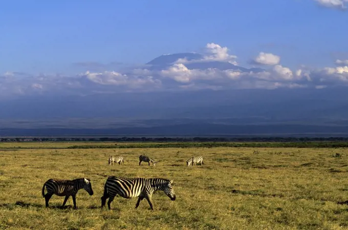 kenya, amboseli national park, zebras, mt. kilimanjaro in background