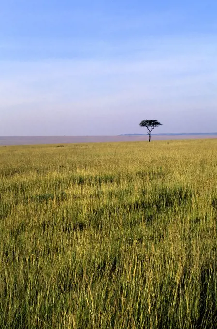 kenya, masai mara, grassland, landscape