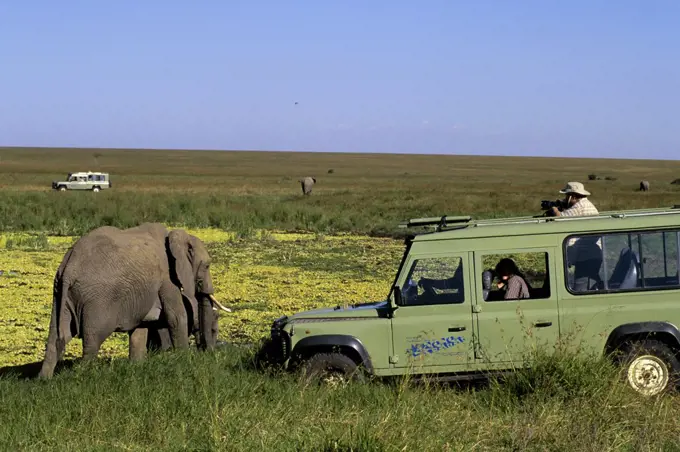 kenya, masai mara, elephant, tourists