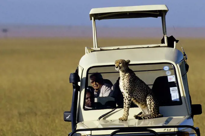 kenya, masai mara, cheetah sitting on hood of safari vehicle