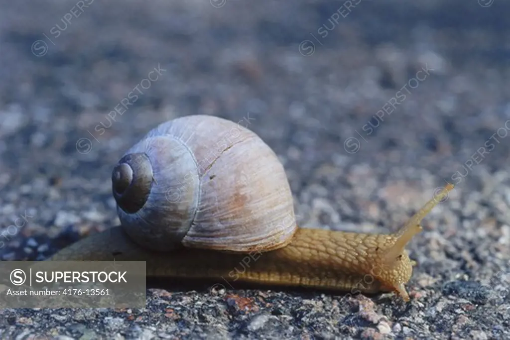 Snail moving slowly with house on its back..