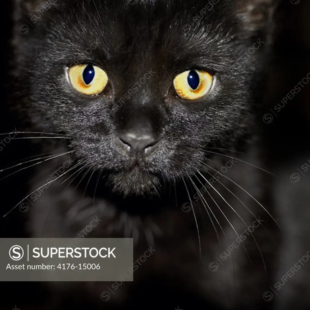 A black cat staring at camera