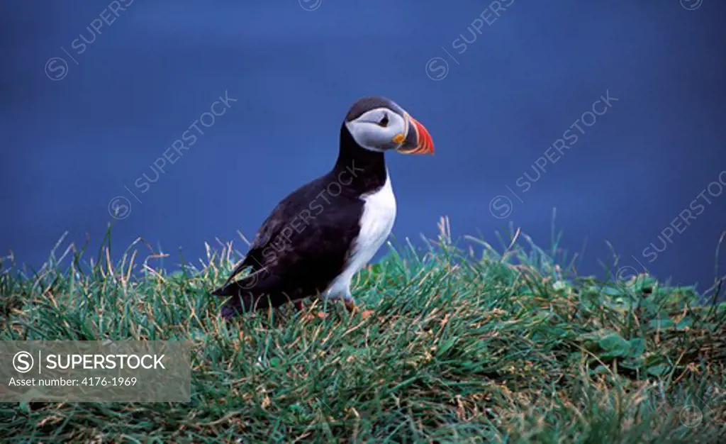 Puffin on grass with ocean in the background, Iceland